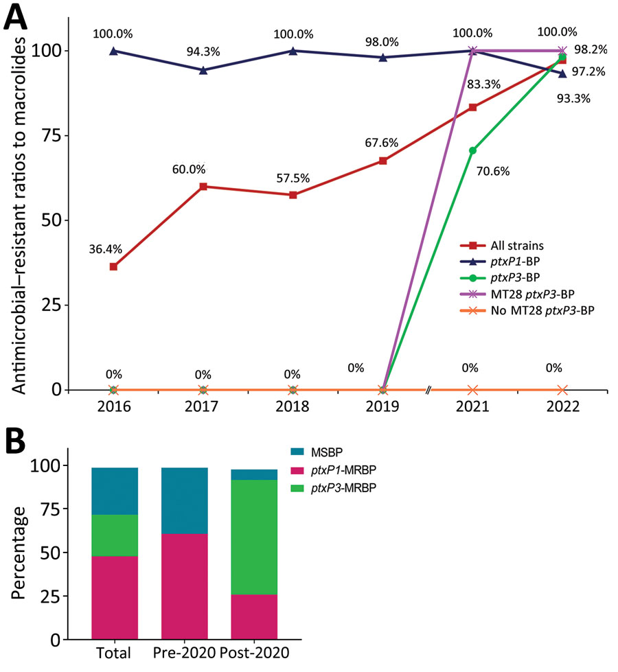 Changing macrolide resistance of circulating Bordetella pertussis strains, Shanghai, China, 2016–2022. A) ptxP3-strains showed very high resistance to macrolides after 2020. Resistance to macrolides was different in non-MT28 (0%) and MT28 (100%) isolates. B) Percentages of macrolide-sensitive BP, ptxP1-MRBP, and ptxP3-MRBP before and after 2020 show that ptxP1-MRBP strain was prevalent before 2020 but predominately ptxP3-MRBP spread after 2020. MRBP, macrolide-resistant Bordetella pertussis; MT, multilocus variable-number tandem-repeat analysis type.