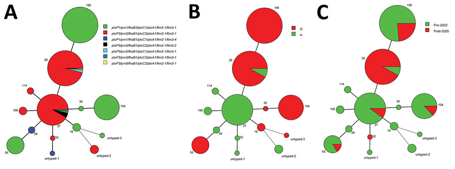 Minimum-spanning tree of 283 Bordetella pertussis MTs, Shanghai, China, 2016–2022. A) Virulence genotype profiles; B) A2047G mutations; C) pre-2020 versus post-2020. Circle sizes indicate the number of each MT. Differences in the length and thickness of the lines linking 2 circles indicate differences in the number of variable-number tandem repeats between the 2 linked MTs. MT, multilocus variable-number tandem repeat analysis type.