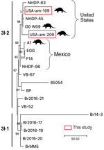 Comparative genomics of the Mycobacterium leprae sequenced this study from armadillo tissues from US museums and those from humans and armadillos from the United States and Mexico. Samples subjected to whole-genome sequencing, USA-am-109 and USA-am-209, clustered among genomes from humans and armadillos from the United States (branch 3I). The tree represents a zoom into the M. leprae genotypes 3I-1 and 3I-2 from a maximum-parsimony tree of 302 M. leprae genomes rooted with M. lepromatosis as outgroup. The tree was built in MEGA version 11 software (https://www.megasoftware.net). Support values were obtained by bootstrapping 500 replicates. Scale bar indicates number of nucleotide substitutions. 