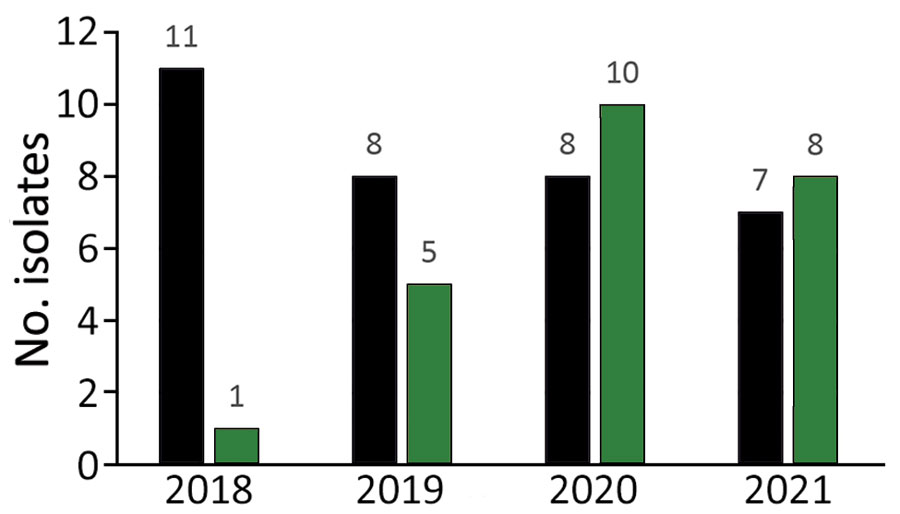 Numbers of carbapenem-resistant Pseudomonas aeruginosa isolates from canids in study of One Health approach for reporting veterinary carbapenem-resistant Enterobacterales and other bacteria of public health concern, United States, January 1, 2018–December 31, 2021. Black bars indicate isolates from Kansas State Veterinary Diagnostic Laboratory, green bars isolates from the University of Missouri Veterinary Medical Diagnostic Laboratory. At Kansas State Veterinary Diagnostic Laboratory, the total numbers of P. aeruginosa isolates from dogs were 159 in 2018, 150 in 2019, 146 in 2020, and 178 in 2021. At University of Missouri Veterinary Medical Diagnostic Laboratory, the total numbers of P. aeruginosa isolates from dogs were 151 in 2018, 169 in 2019, 166 in 2020, and 163 in 2021.