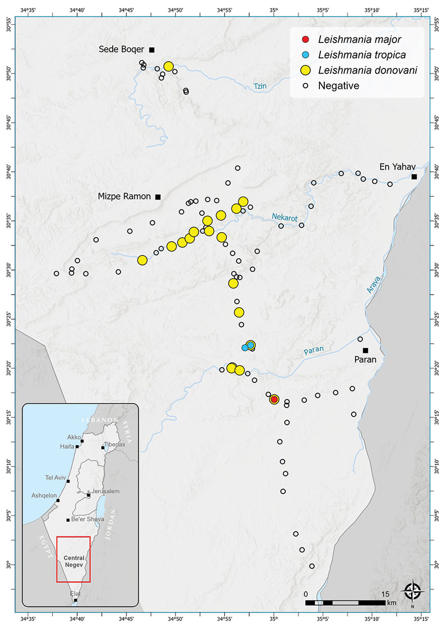 Locations of Phlebotomus spp. sand fly collection sites within the central Negev region of Israel in study of Leishmania donovani transmission cycle associated with human infection, Phlebotomus alexandri sand flies, and hare blood meals. We collected sand flies outdoors in August 2018, September 2019, and August 2020 by using modified traps from the US Centers for Disease Control and Prevention. The traps operated without light and were powered by 2 AA (1.2V) rechargeable batteries and baited with ≈1 kg dry ice. Traps were placed in an updraft vertical position overnight; openings were ≈10 cm above the ground, and collection cups hung above the motor and fan. Different colored circles indicate sites where specific Leishmania spp. infections were identified in trapped Phlebotomus sand flies. Empty circles indicate sites where sand flies were negative for Leishmania spp. Inset shows location of the survey area in Israel (red box).