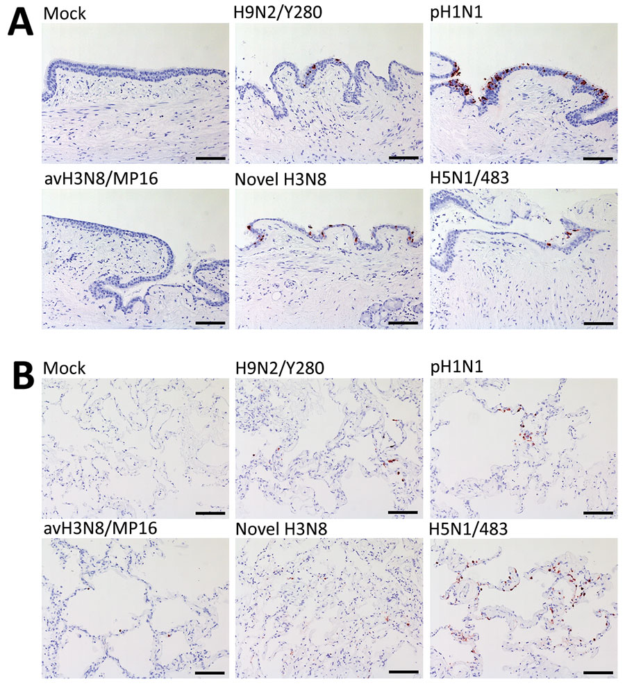 Tissue tropism of influenza A viruses in ex vivo cultures of human bronchus and lung tissue. Immunohistochemical staining of influenza A nucleoprotein in ex vivo cultures of human bronchial tissues (A) and lung tissues (B) at 48 hours postinfection with H9N2/Y280, pH1N1, H3N8/MP16, novel H3N8, and H5N1/483 viruses. Positive cells are indicated by red-brown color. Images are representative of 3 individual donors. Scale bar indicates 100 μm. Detailed information on viruses used in study is provided in the Appendix .