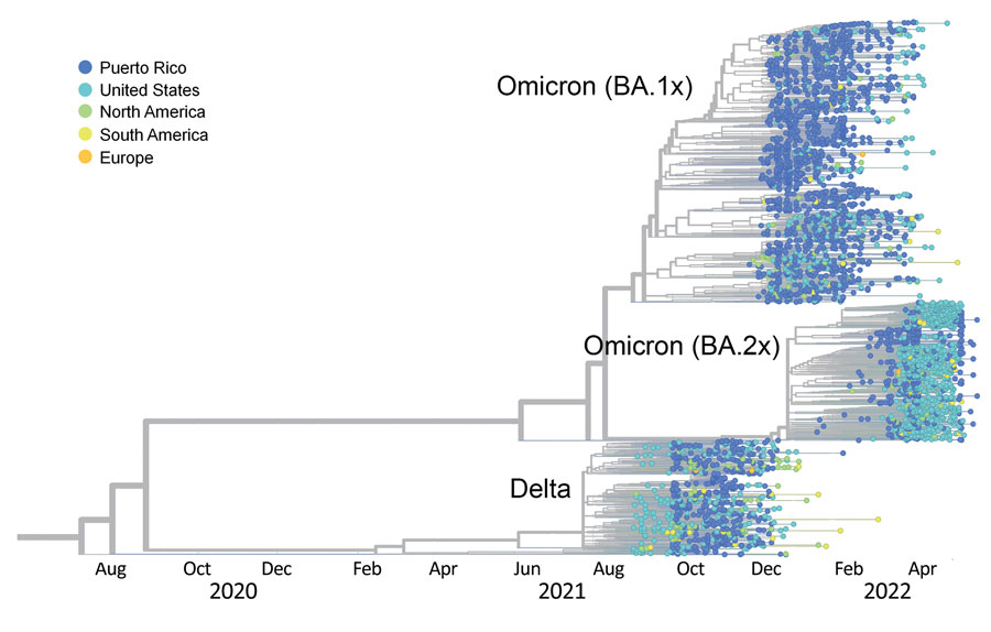 Decline of SARS-CoV-2 Delta variant and emergence of Omicron sublineages BA.1 and BA.2, illustrated by time-calibrated phylogenetic tree inferred with ncov augur/auspice workflow to represent the molecular evolution of the Delta variant in Puerto Rico since October 1, 2021, and subsequent expansion of the Omicron variant through May 30, 2022. Taxa labels are color-coded by geographic region of sampling to present the phylogenetic relatedness of viruses from Puerto Rico (dark blue) to viruses from the United States (light blue) and other regions of the world.