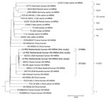Maximum-parsimony tree of Panton-Valentine leukocidin–positive CC398 MRSA detected in urban clinical settings, the Netherlands. Bold text indicates 3 HO-MRSA strains detected in this study, which we deposited in GenBank (accession nos. SRR21673410 for L2-P01, SRR21624599 for L2-P02, and SRR21673965 for L2-P03); those strains were compapred with 27 CC398 Staphylococcus aureus strains from GenBank. The tree was constructed by using GenBank accession no. AM990992.1 as a reference strain, and then rooted and grouped into clades, as previously described (1). Scale bar indicates nucleotide substitutions per 100 sites based on a concatenated alignment of 3,878 high-quality single-nucleotide polymorphisms. HO-MRSA, human-origin MRSA; LA-MRSA, livestock-associated MRSA; MRSA, methicillin-resistant Staphylococcus aureus; MSSA, methicillin-susceptible S. aureus; ST, sequence type.