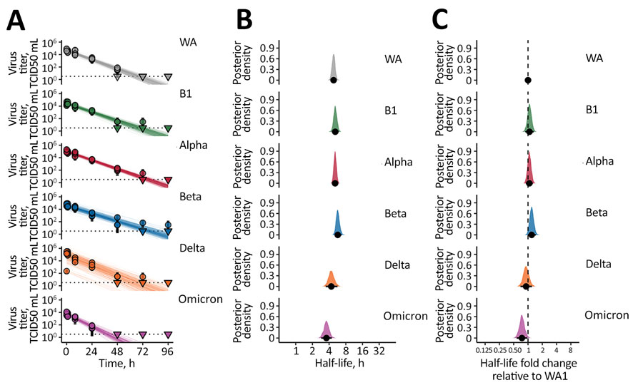 SARS-CoV-2 variant exponential decay on an inert surface and corresponding half-lives. A) Regression lines representing predicted exponential decay of log10 virus titer over time compared with measured (directly inferred) virus titers. Semitransparent lines show random draws from the joint posterior distribution of the virus exponential decay rate and the sample intercepts (virus titers at t = 0). We performed 50 random draws and then plotted 6 random initial titers per draw for each variant, yielding 300 plotted lines per variant. We chose a new group of 6 random initial titers for each new draw-variant pair. Points with black bars show individually estimated titer values (point: posterior median titer estimate; bar: 95% credible interval). Samples with no positive titration wells are plotted as triangles at the approximate LOD (dotted horizontal line). B) Inferred virus half-lives by variant, plotted on a logarithmic scale. Density plots show the shape of the posterior distribution. Dots show the posterior median half-life estimate and black lines show a 68% (thick) and 95% (thin) credible interval. C) Inferred ratio of variant virus half-lives to that of WA1 (fold-change), plotted on a logarithmic scale and centered on 1 (no change, dashed line). Dot shows the posterior median estimate and black lines show a 68% (thick) and 95% (thin) credible interval. TCID50, 50% tissue culture infectious dose.