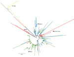 Phylogenetic analysis of Neisseria meningitidis clonal complex 10217 isolates from invasive meningitis cases collected during 2012–2019 in Mali, Nigeria, Burkina Faso, Togo, and Niger used in study of expansion of N. meningitidis serogroup C during meningitis outbreak, Burkina Faso, January 28–May 5, 2019. Colors indicate the major clades/subclades found in each country. Solid black stars on nodes indicate isolates from the Burkina Faso outbreak in 2019. Scale bar indicates nucleotide substitutions per site.