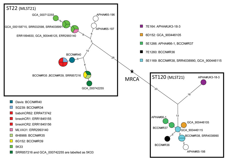 Brucella neotomae phylogeny. Maximum parsimony tree was derived from wgSNP data. We investigated 27 datasets and identified 149 SNPs; tree size is 151 substitutions (homoplasy 1.5%). Circles are colored according to primary strain identifier; red indicates the 3 datasets from Costa Rica. Circles are labeled with an accession number or collection strain identifier (Brucella Culture Collection Nouzilly [BCCN]) or Animal and Plant Health Agency [APHA] Weybridge collections). Branch lengths >1 substitution are indicated. Black star shows the position of the hypothetical MRCA. Box indicates the 2 MLST21 STs. MLST, multilocus sequence typing; MRCA, most recent common ancestor; SNP, single-nucleotide polymorphism; ST, sequence type; wgSNP, whole-genome single-nucleotide polymorphism. 