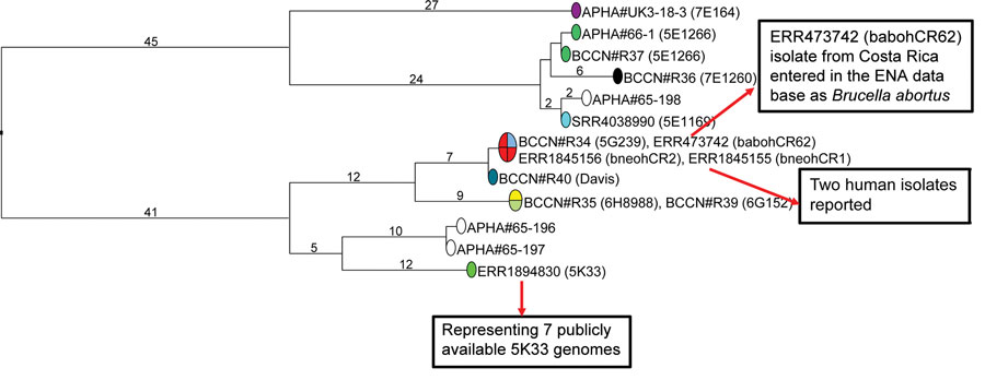 Figure 2 - Genomic Diversity And Zoonotic Potential Of Brucella ...