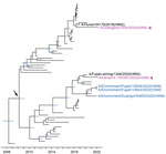 Bayesian time-resolved phylogenetic tree of polymerase basic 1 genes (n = 60) from avian influenza viruses subtype H3 from China and reference sequences from GISAID (https://www.gisaid.org). Violet indicates human H3N8 viruses; blue indicates H3N8 G25 AIVs sequenced in this study; black indicates the closest strains to human H3N8 viruses. Blue node bars correspond to the 95% credible intervals of node heights. Arrow indicates the most recent common ancestor of H3N8 G25 viruses. The fully resolved tree with detailed information is depicted in Appendix Figure 9.