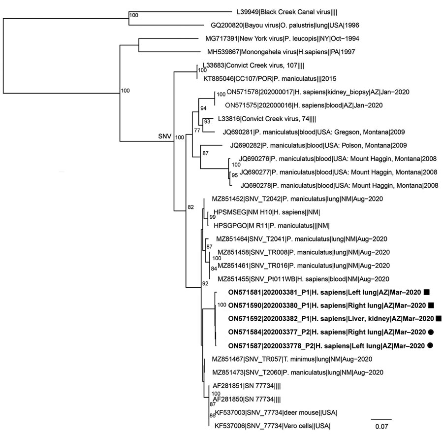 Phylogenetic tree for Orthohantavirus short (S) segment of samples from 2 patients who died of hantavirus infection, Arizona, USA. We inferred the phylogenetic history of full-length Sin Nombre virus S segment using maximum-likelihood estimation. Non–Sin Nombre virus species, Black Creek Canal virus, and Bayou virus are included as outgroups. Bold indicates isolates from this study; squares indicate those from patient 1 and circles those from patient 2. Numbers at nodes indicate bootstrap support >70% after 1,000 iterations. Phylogenetic trees were made using a nucleotide alignment of Orthohantavirus S segments. GenBank accession numbers are provided. Scale bar indicates nucleotide substitutions per site. Additional phylogenetic trees for Orthohantavirus medium and large segments of Sin Nombre virus are in the Appendix.  