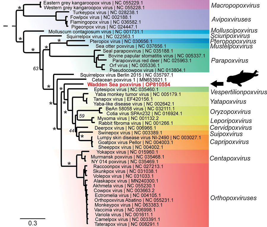 Phylogenetic tree of novel poxvirus detected from gray seal (Halichoerus grypus), Germany. Sequencing resulted in a complete poxvirus genome and the virus was tentatively named Wadden Sea poxvirus (red text). Phylogenetic analysis of 15 concatenated viral proteins (alignment of 9,130 aa) showed that Wadden Sea poxvirus (black arrow) is a member of the subfamily Chordopoxvirinae but might resemble a novel species distant from the established genera. Asterisks indicate major branches of the bootstrap support at >90%. Scale bar indicates amino acid substitutions per site.