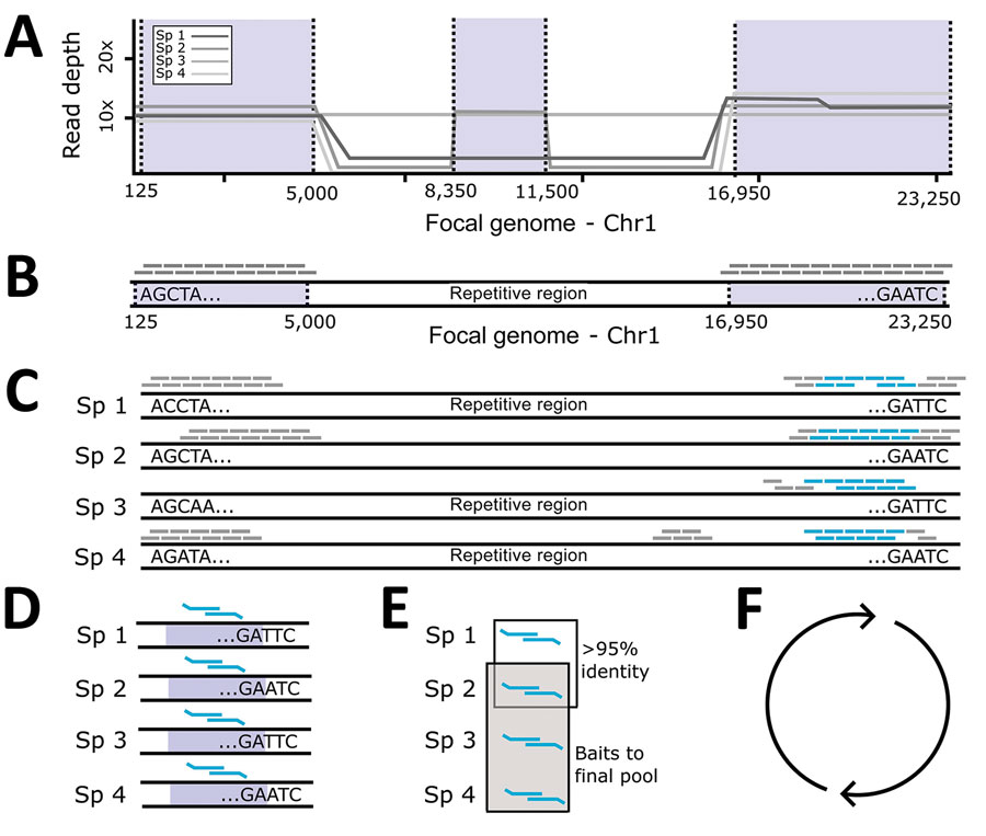 Probe panel design for study of prospecting for zoonotic pathogens by using targeted DNA enrichment. A) Simulated reads from each pathogen within a group were mapped back to a single focal genome. B) We identified regions with consistent coverage from each member of the pathogen group to identify putative, orthologous loci and generated a set of in silico probes from the focal genome. C) Those in silico probes were then mapped back to the genomes of each member in the pathogen group to find single copy, orthologous regions, present in most members. D, E) We designed 2 overlapping 80-bp baits to target the loci in each member of the pathogen group (D) and compared them with each another to remove highly similar probes (E). One probe was retained from each group of probes with high sequence similarity (>95%). F) We identified the probes necessary to capture 49 loci in that pathogen group. This process was repeated for the next pathogen group. Finally, all probes were combined together into a single panel. Chr, chromosome; Sp, specimen.
