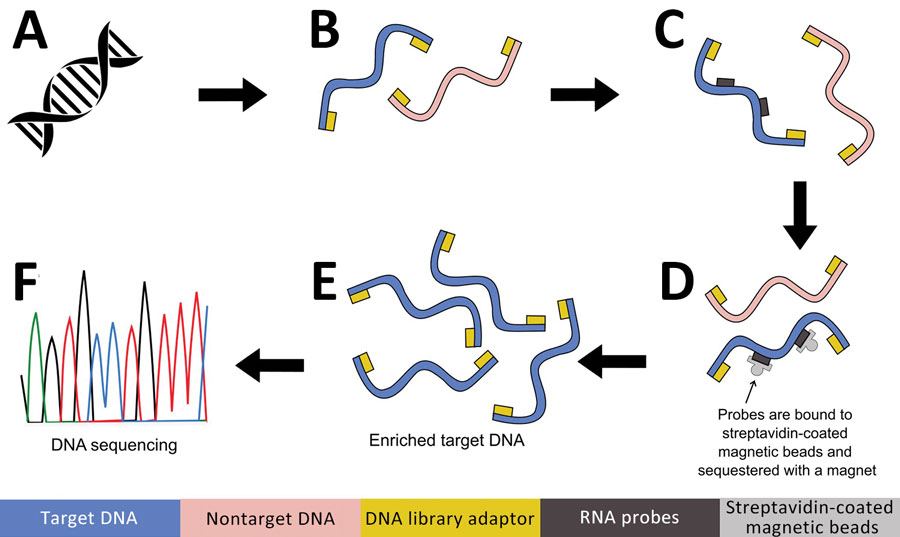 Targeted DNA enrichment workflow for study of prospecting for zoonotic pathogens by using targeted DNA enrichment. A) Genomic DNA extracted using the DNeasy Kit (QIAGEN, https://www.qiagen.com). B) Next-generation sequencing libraries prepared using KAPA Hyperplus Kit (https://www.biocompare.com) and barcoding each library with IDT xGen Stubby Adaptor-UDI Primers (https://www.idtdna.com). C) RNA probes hybridization using the high sensitivity protocol of myBaits version 5. (https://arborbiosci.com). D) Probes bound to streptavidin-coated magnetic beads and sequestered with a magnet (E) 15 cycles PCR amplification of enriched libraries. F) Libraries sequenced on an Illumina Hi-Seq 2500 platform (https://www.illumina.com).