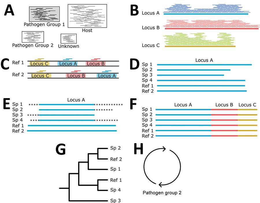 Building phylogenies from parasite reads for study of prospecting for zoonotic pathogens by using targeted DNA enrichment. A) After read classification, we extracted all the reads associated with a pathogen group. B) Those reads were assembled into contigs with a genome assembler. C) Simultaneously, we identified and extracted the target loci from all members of the pathogen group with available reference genomes to ensure that our final phylogeny has representatives from as many members of the pathogen group as possible. D, E) For each targeted locus, we combined the assembled contigs (D) and genome extracted loci for (E) multiple sequence alignment and trimming. F, G) Each aligned and trimmed locus is concatenated together (F) for phylogenetic analyses (G). H) If necessary, those steps are repeated for reads classified in other pathogen groups. Ref, reference; Sp, specimen.