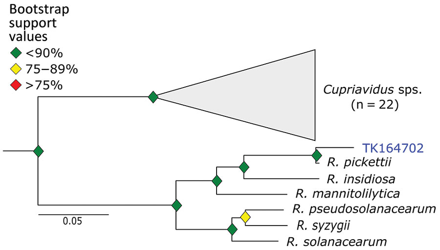 Phylogenetic analysis of Ralstonia using museum archived samples in study of prospecting for zoonotic pathogens by using targeted DNA enrichment. Blue indicates museum archived samples; museum accession numbers are given (Table 1). Branches with <50% bootstrap support were collapsed. Nodal support is indicated by color coded diamonds. Scale bar indicates nucleotide substitutions per site. Assembly accession numbers (e.g., GCA90237446) and tree files are available from https://doi.org/10.5281/zenodo.8014941.