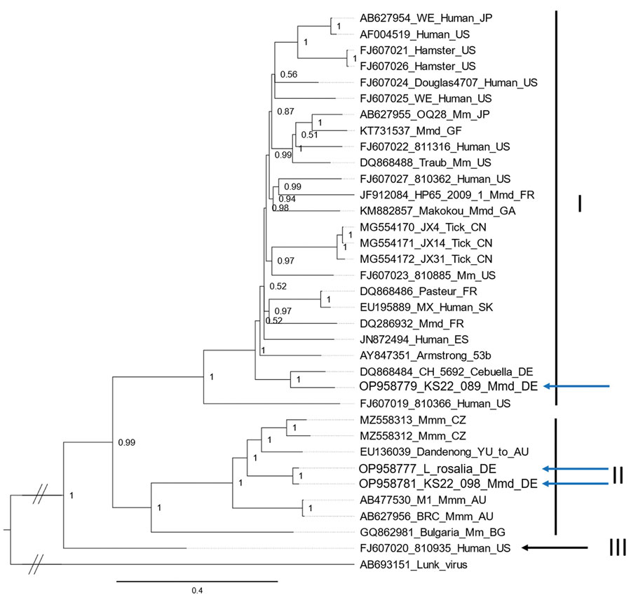 Phylogeny of the L protein encoding nucleotide sequences of lymphocytic choriomeningitis virus (LCMV) identified in Germany (blue arrows) and reference sequences, constructed by using Bayesian inference. Lunk virus from Mus minutoides mice was used as an outgroup. Sequence names are comprised of the GenBank accession number, strain name, host species and country of origin (wherever known). Countries are represented by their International Organization for Standardization code (AU, Australia; BG, Bulgaria; CN, China; DE, Germany; ES, Spain; FR, France; GA, Gabon; GF, French Guiana; JP, Japan; SK, Slovakia; US, USA; YU, former Yugoslavia). Roman numerals (I–IV) represent the different LCMV lineages defined according to Albariño et al. (2); WE and Armstrong refer to laboratory strains of LCMV. Mm, Mus musculus; Mmm, Mus musculus musculus; Mmd, Mus musculus domesticus. 