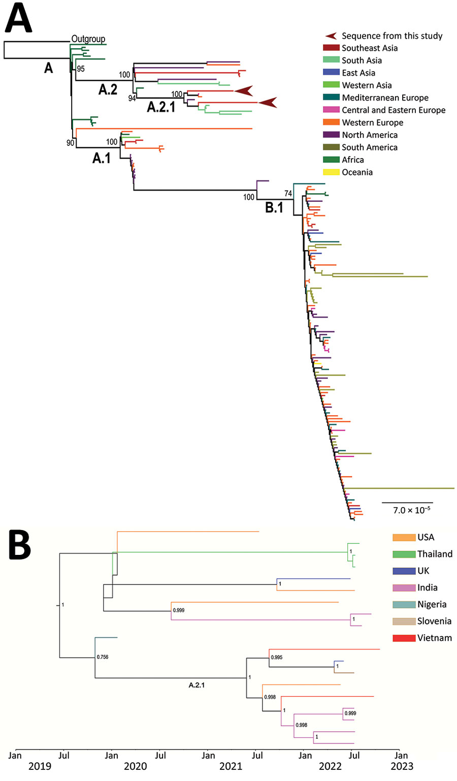 Phylogenetic tree of monkeypox virus infection in 2 female travelers returning to Vietnam from Dubai, United Arab Emirates, 2022. A) Maximum-likelihood phylogenetic tree illustrating the relatedness between virus sequences obtained in this study (Genbank accession nos. OP936000 and OP936001) and reference strains. Most sequences of sublineage A.2.1 from South Asia belong to a cluster from India (green) reported in July 2022 from persons with a travel history to the United Arab Emirates. The remaining sequences of A.2.1 from outside Asia included 1 isolated in the United Kingdom in June 2022, 1 isolated in the United States in May 2022, and 1 isolated in Nigeria in January 2020. Scale bar indicates nucleotide substitutions per site. B) Maximum-clade credibility tree of monkeypox virus lineage A.2. Red branches are sequences from this study.