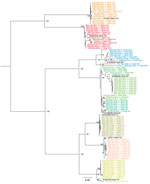 Maximum-likelihood phylogenetic tree of HAdV genetic diversity in wastewater samples collected during SAHUE outbreak in children, Ireland. The tree was inferred by using RAxML (https://github.com/stamatak/standard-RAxML). Branch support was estimated by using the bootstrap method with 100 repetitions and is shown next to the branches that have >70% support. Black text indicates reference sequences, identified by GenBank accession number. Colors indicate HAdV species and types. Scale bar indicates nucleotide substitutions per site. Epi-W, epidemiologic week; HAdV, human adenovirus; SAHUE, severe acute hepatitis of unknown etiology. 