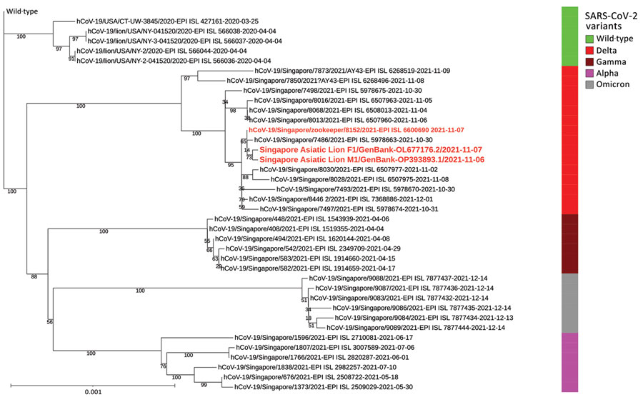 Maximum-likelihood phylogenomic tree from a case of anthropogenic transmission of SARS-CoV-2 from humans to lions, Singapore, 2021. Tree reconstructed from sequences of 2 lions and 1 zookeeper (red bold text), along with 36 other publicly available sequences representing 4 variants of concern from Singapore, cases of infected lions from the Bronx Zoo, and the wild-type reference genome (GenBank accession no. NC_045512.2) as the outgroup. Scale bar indicates nucleotide substitutions per site. EPI, GISAID (https://www.gisaid.com) EpiFlu database.