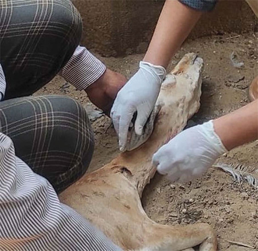 Clinical observations of lumpy skin disease virus infection in free-ranging Indian gazelles (Gazella bennettii), Rajasthan, India. Photograph shows a female Indian gazelle with multiple circumscribed skin nodules of varying sizes over the entire body, including the face and neck region.