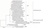 Phylogenetic tree of LSDV from infected free-ranging Indian gazelles (Gazella bennettii), Rajasthan, India, compared with reference strains from GenBank. LSDV tree is based on complete LSDV036 RNA polymerase 30-kDa polypeptide (RPO30) gene sequences using maximum-likelihood analysis combined with 1,000 bootstrap replicates. LSDV from Indian gazelle clustered with LSDV wild-type strains from Africa, the Middle East, and Europe. Triangles indicate sequences obtained from this study; stars indicate sequences of LSDV recombinant strains from GenBank. Scale bar indicates nucleotide substitutions per site. GenBank accession numbers are provided. GTPV, goatpox virus; LSDV, lumpy skin disease virus; SPPV, sheeppox virus.