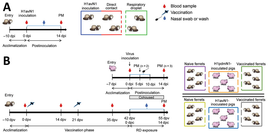 Outlines of 2 studies using ferret model to investigate interspecies transmission of swine influenza A viruses and human seasonal vaccine-mediated protection. A) Study 1 investigated the transmission ability of the A/Pavia/65/2016 (H1avN1) isolate in the ferret model of human infection. In 2 replicates, ferrets (n = 2) were intranasally inoculated and then cohoused with ferrets in direct contact (n = 2) and another group of ferrets (n = 2) separated by a perforated double divider to enable airborne exposure to respiratory droplets. B) Study 2 assessed airborne respiratory droplet transmission of 2 viruses from pigs to ferrets. In separate rooms, 2 groups of pigs (n = 5) were inoculated with either A/Pavia/65/2016 H1avN1 or A/swine/England/1353/2009 (H1pdmN1) virus and cohoused with naive (n = 5) and human seasonal 2016–17 influenza vaccine prime-boost–vaccinated ferrets (n = 5). Symbols on the timeline represent samples taken. dpc, days postcontact; dpi, days postinoculation; dpv, days postvaccination; PM, postmortem examination; RD, respiratory droplet.