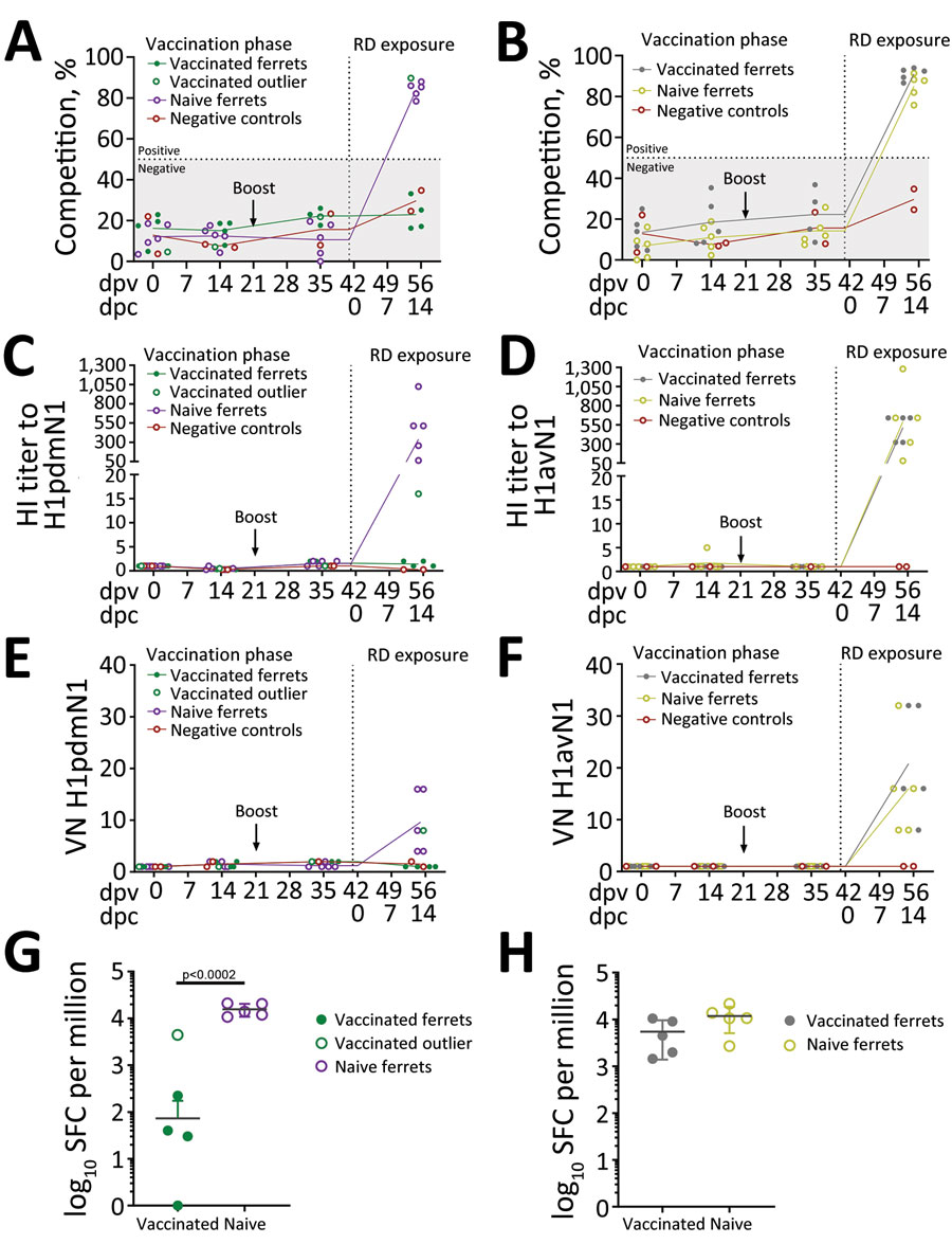 Immune parameters assessed in naive and vaccinated ferrets before and after exposure to pigs infected with influenza A viruses A/swine/England/1353/2009 (H1pdmN1, panels A, C, E, and G) or A/Pavia/65/2016 (H1avN1, panels B, D, F, and H). Data from a single outlier, a vaccinated ferret exposed to the H1pdmN1 virus, were excluded from analysis but are shown. Negative control ferrets (n = 2) were not vaccinated or exposed to infectious virus. Specific humoral responses were assessed longitudinally in serum. Antibody titers detected by NP competition ELISA (A, B) are expressed as competition percentage and considered negative if <50% (gray area). Competition percentage was calculated as (1 – sample/negative) × 100. HI (C, D) and VN (E, F) were determined using the homologous virus for each group. Both HI and VN titers are normalized to the individual prevaccination titers (0 dpv). ELISpot analysis (G, H) evaluated the number of interferon-γ–producing peripheral blood mononuclear cells induced by 18-mer nucleoprotein peptides, represented as per 1 million, at 14 dpc (RD exposure). dpv, days postvaccination; dpc, days postcontact; HI, hemagglutination inhibition; NP, nucleoprotein; RD, respiratory droplets; SPC, spot-forming cells; VN, virus neutralization. 