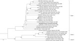 Maximum-likelihood analysis of the full large genome segment of lymphocytic choriomeningitis virus (LCMV) sample from a patient in Connecticut, USA (bold), compared with reference sequences. Branch nodes provide the bootstrap support values, as a percentage. Clades are indicated at right, and GenBank accession numbers are provided for reference sequences. Scale bar indicates number of substitutions per site.