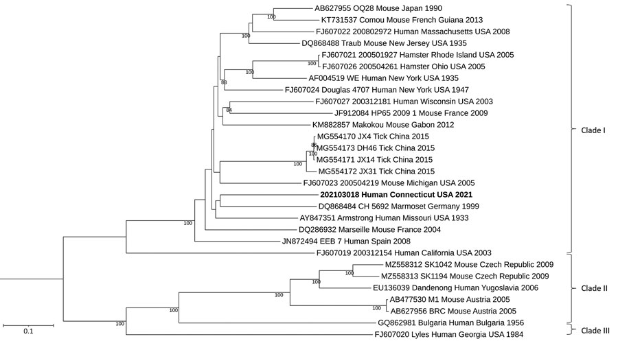 Maximum-likelihood analysis of the full large genome segment of lymphocytic choriomeningitis virus (LCMV) sample from a patient in Connecticut, USA (bold), compared with reference sequences. Branch nodes provide the bootstrap support values, as a percentage. Clades are indicated at right, and GenBank accession numbers are provided for reference sequences. Scale bar indicates number of substitutions per site.