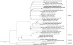 Maximum-likelihood analysis of the full small genome segment of lymphocytic choriomeningitis virus (LCMV) sample from a patient in Connecticut, USA (bold), compared with reference sequences. Branch nodes provide the bootstrap support values, as a percentage. Clades are indicated at right, and GenBank accession numbers are provided for reference sequences. Scale bar indicates number of substitutions per site.