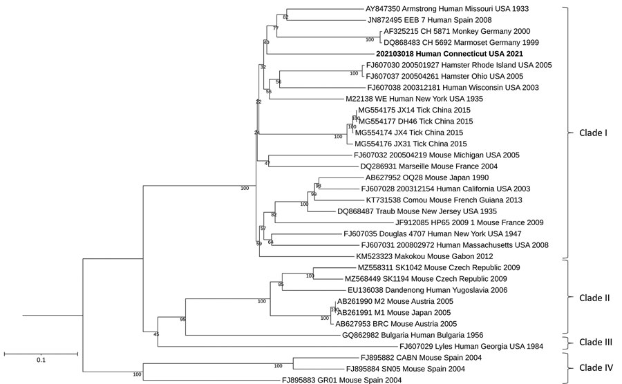 Maximum-likelihood analysis of the full small genome segment of lymphocytic choriomeningitis virus (LCMV) sample from a patient in Connecticut, USA (bold), compared with reference sequences. Branch nodes provide the bootstrap support values, as a percentage. Clades are indicated at right, and GenBank accession numbers are provided for reference sequences. Scale bar indicates number of substitutions per site.