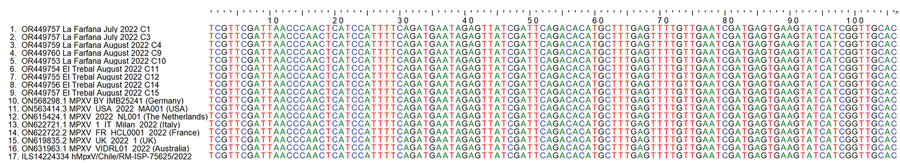 Comparison of nucleotide sequences of the MPXV amplicon obtained for wastewater samples from Santiago Metropolitan Region, Chile (sewage samples 1‒9), with reference sequences obtained from other countries during the 2022 mpox outbreak. The 106-bp amplicon generated by quantitative reverse transcription has 100% homology with MPXV sequences obtained in 2022 from cases reported by different countries. GenBank numbers and location and date of isolation are provided for the 9 Chile sample sequences obtained in this study; GenBank or GISAID (https://www.gisaid.org) accession numbers and country are provided for reference sequences. MPXV, monkeypox virus.