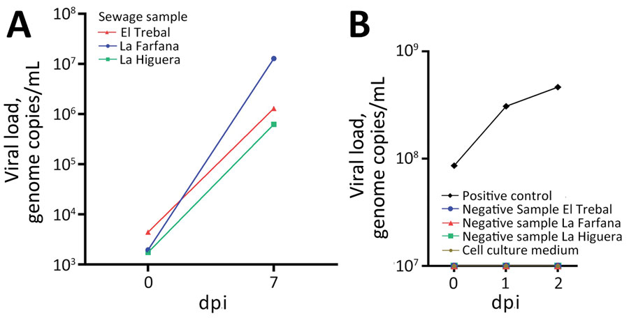 Detection of viral genome of monkeypox virus in wastewater samples from wastewater treatment plants in Santiago Metropolitan Region, Chile. A) PCR results for Vero E6 cell supernatant at 7 dpi. B) PCR results for supernatant samples of Vero E6 cells infected with positive control (cell culture supernatant infected with monkeypox virus) and negative controls (Dulbecco’s Modified Eagle Medium plus 2% fetal bovine serum and negative wastewater samples). dpi, days postinfection.