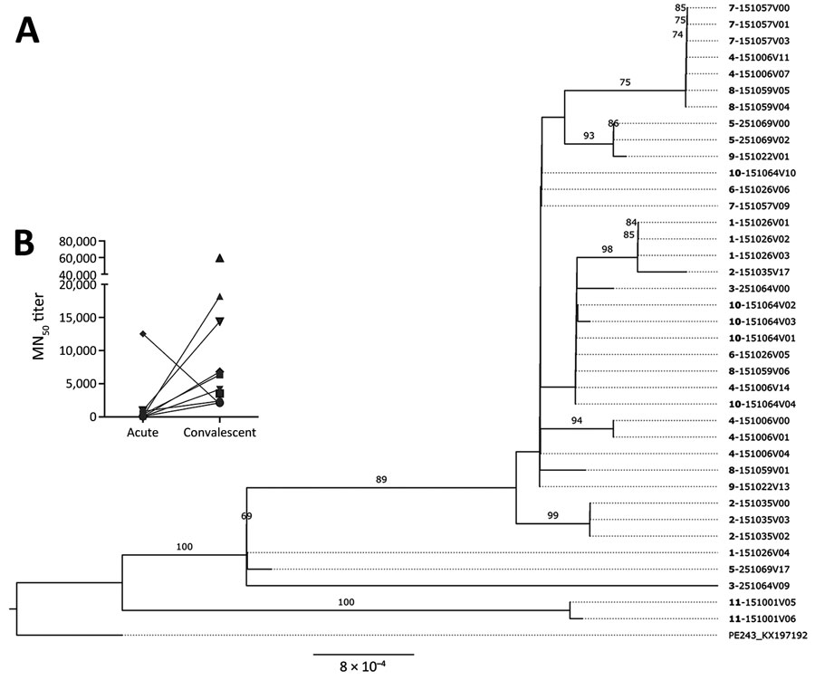 Phylogenetic analysis of study participants persistently infected with Zika virus, Brazil. A) Maximum-likelihood phylogenetic tree of persistent samples. The phylogenetic tree shows all 10 participants with confirmed persistent infection. Boldface indicates participant identification numbers; visit numbers (V) are indicated. Multiple identification numbers represent multiple genomes obtained from the same participant at different time points. Scale bar indicates number of nucleotide substitutions per site. Numbers on the branches indicate Shimodaira–Hasegawa approximate likelihood ratio test after 1,000 replicates. B) Neutralizing antibody titers from acute and convalescent samples, as analyzed from persistently infected participants. MN50, 50% microneutralization.