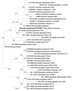 Maximum-likelihood phylogenetic tree of the 16s rRNA gene (rrs) of Borrelia genus bacteria showing the position of the B. spielmanii sequence obtained from the patient (large bold font) Evolutionary analyses were conducted using TOPALi version 2.5 (http://www.topali.org). The sequences of the 16S rDNA amplified in this study with other 12S rDNA tick sequences available on GenBank (910 positions in the final dataset) were aligned using ClustalW (https://www.genome.jp/tools-bin/clustalw) implemented on BioEdit version 3 (https://bioedit.software.informer.com). The evolutionary history was inferred by using the maximum likelihood method based on the Hasegawa–Kishino–Yano model plus invariate sites plus gamma distribution. The percentage of trees in which the associated taxa clustered together is shown next to the branches. GenBank accession numbers are provided. Scale bar indicates nucleotide sequence divergence.