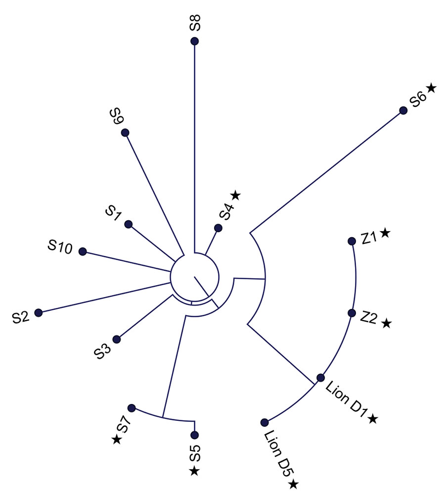 Phylogenetic tree of SARS-CoV-2 Delta variant, AY.103 lineage, genome sequences from an African lion (day 1 and day 5) and 2 zoo employees (Z1 and Z2) shown in comparison with reference sequences from COVID-19 patients from 7 counties in Indiana, USA, August 2021–February 2022. Reference sequences are labeled chronologically as S1 to S10. Stars indicate specimens collected in December 2021. 