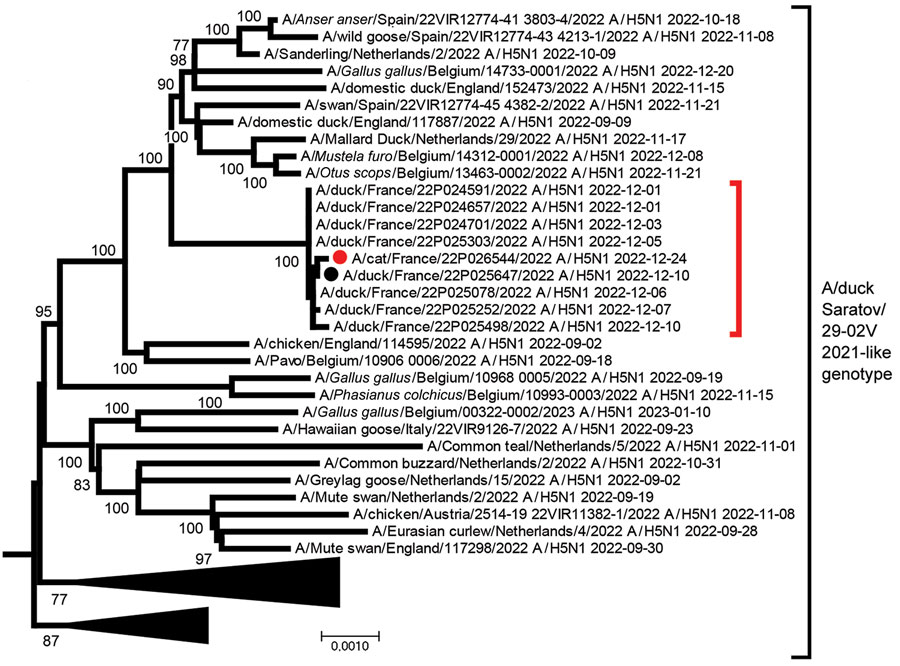 Phylogenetic analysis of highly pathogenic avian influenza A(H5N1) clade 2.3.4.4b virus detected in domestic cat, France, 2022. Tree was created by using MEGA 7 software (https://megasoftware.net) and the neighbor-joining method with 1,000 bootstrap replicates for complete concatenated HPAI H5N1 virus segments. All sequences belong to the A/duck/Saratov/29-02V/2021–like genotype. Red solid circle indicates virus sequence from cat; black solid circle indicates sequence from a nearby duck farm. Both sequences are available in the GISAID database (https://www.gisaid.org) under accession nos. EPI_ISL_16395206 (cat) and EPI_ISL_16740903 (duck). Red bracket indicates closely related sequences detected during the same period and area in France from domestic bird farms. Scale bar indicates nucleotide substitutions per site.