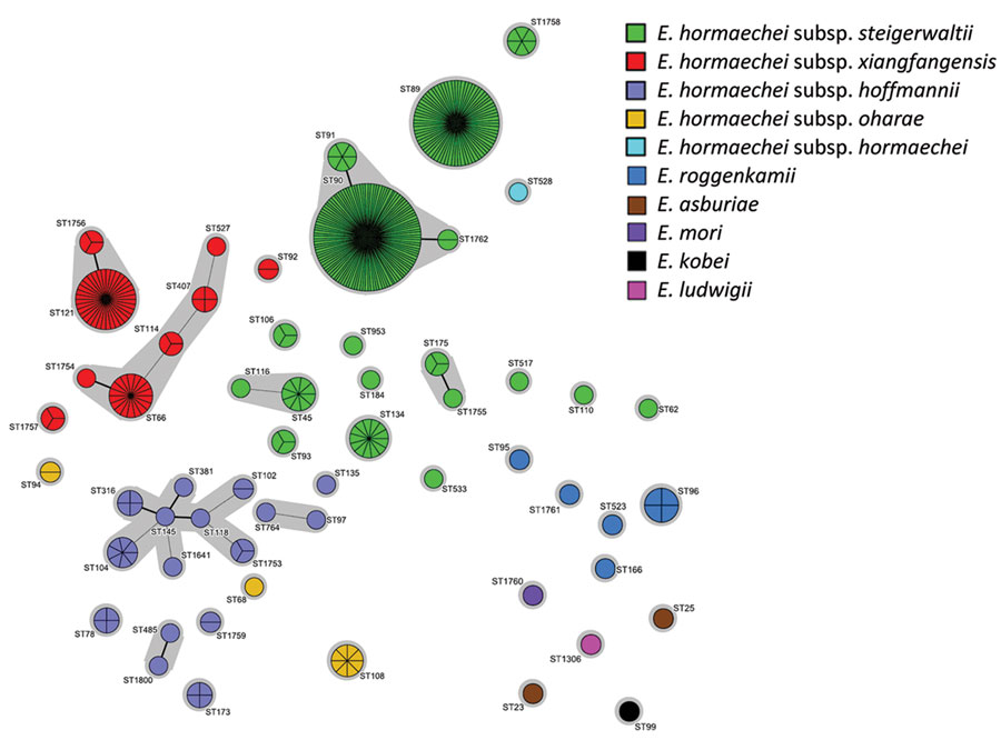 Population structure of Enterobacter spp. isolates identified in a genome-based epidemiologic analysis of VIM/IMP carbapenemase-producing Enterobacter spp., Poland, 2006–2019. The minimum-spanning tree was constructed on the basis of 7-loci multilocus sequence type data. Each circle represents 1 ST, and each fragment of a pie chart corresponds to 1 isolate. The size of a circle is proportional to the number of isolates of that ST. Connecting lines infer phylogenetic relatedness in terms of several allelic differences (thick solid line indicates a single-locus variant, thin solid line indicates a double-locus variant). ST, sequence type.