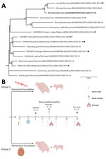 Phylogeny and experimental design for study of susceptibility of pigs against experimental infection with highly pathogenic avian influenza (HPAI) (H5N1) virus clade 2.3.4.4b. A) Maximum-likelihood phylogenetic tree (RAxML, https://cme.h-its.org/exelixis/web/software/raxml) based on 8 concatenated genome segments of selected recent HPAI H5N1 viruses from naturally infected avian hosts and from mammalian hosts (black diamonds) in Europe. Bold indicates study isolate A/chicken/Germany/AI04286/2022. Asterisks (*) indicate sequences with polymerase basic 2 E627K mutations. B) Scheme of the experimental setting of HPAI H5N1 virus infection of pigs. Four pigs, 4 months of age, were inoculated with 106 TCID50 in 2 mL using mucosal atomization devices. Four pigs were each fed with 1 HPAI H5N1 virus–infected embryonated chicken egg, carrying ≈108–109 TCID50/mL of allantoic fluid. Each pig was offered an egg, separately, in a trough and observed to complete consume it. Ten-day-old eggs were inoculated with 0.2 mL of clarified amnio-allantoic fluid of egg passage 1 and incubated for 3 days or until embryonic death was evident. Eggs were chilled until fed to pigs. Panel B created with BioRender.com and licensed by the company (agreement no. UC258UM8J3). TCID50, 50% tissue culture infectious dose.