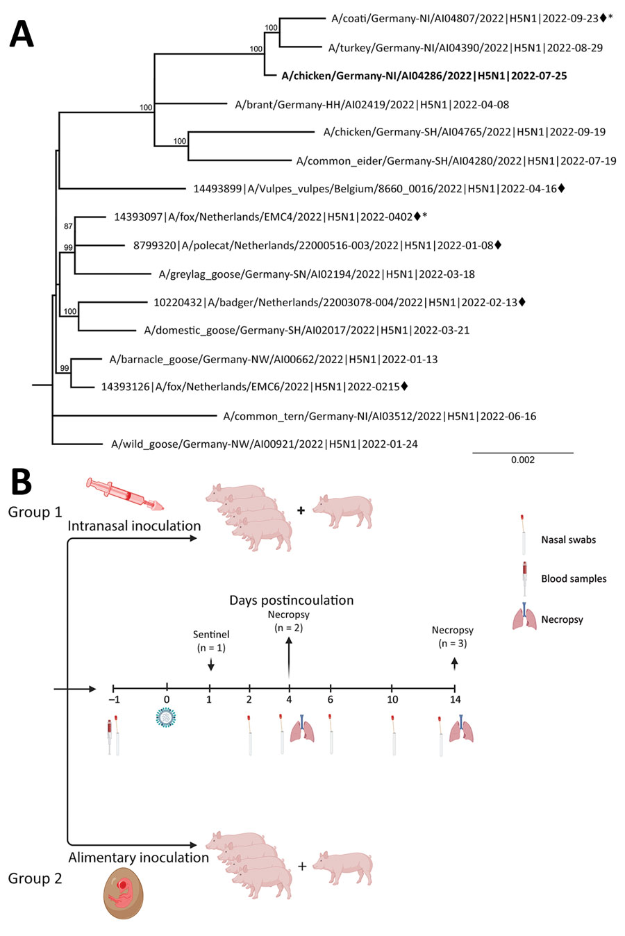 Phylogeny and experimental design for study of susceptibility of pigs against experimental infection with highly pathogenic avian influenza (HPAI) (H5N1) virus clade 2.3.4.4b. A) Maximum-likelihood phylogenetic tree (RAxML, https://cme.h-its.org/exelixis/web/software/raxml) based on 8 concatenated genome segments of selected recent HPAI H5N1 viruses from naturally infected avian hosts and from mammalian hosts (black diamonds) in Europe. Bold indicates study isolate A/chicken/Germany/AI04286/2022. Asterisks (*) indicate sequences with polymerase basic 2 E627K mutations. B) Scheme of the experimental setting of HPAI H5N1 virus infection of pigs. Four pigs, 4 months of age, were inoculated with 106 TCID50 in 2 mL using mucosal atomization devices. Four pigs were each fed with 1 HPAI H5N1 virus–infected embryonated chicken egg, carrying ≈108–109 TCID50/mL of allantoic fluid. Each pig was offered an egg, separately, in a trough and observed to complete consume it. Ten-day-old eggs were inoculated with 0.2 mL of clarified amnio-allantoic fluid of egg passage 1 and incubated for 3 days or until embryonic death was evident. Eggs were chilled until fed to pigs. Panel B created with BioRender.com and licensed by the company (agreement no. UC258UM8J3). TCID50, 50% tissue culture infectious dose.