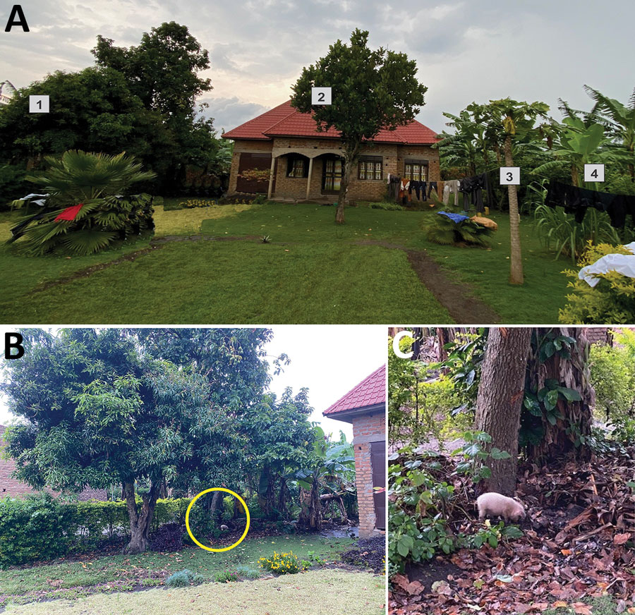 House visited by Egyptian rousette bat (Rousettus aegyptiacus) MV19, southwest Uganda, February 2022. A) Front view of the house where bat MV19 spent 10:35 pm‒4:10 am on February 12 and 13, 2022, foraging: 1, mango tree; 2, avocado tree; 3, papaya tree; 4, banana crop. B) Pig rooting underneath a mango tree (yellow circle). C) Enlargement of yellow circled area from panel B.