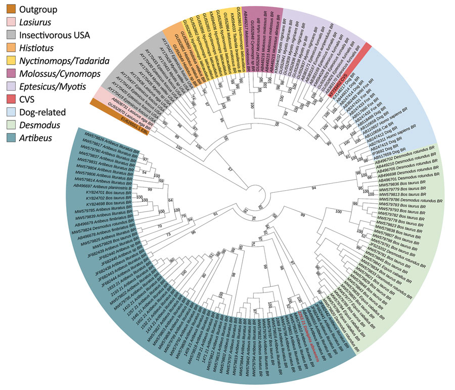 Rabies virus G gene phylogenetic tree showing specific clusters for different genera of bats in Brazil and dog-related samples in study of naturally acquired rabies in a white-eared opossum, Brazil (red text). The phylogeny was reconstructed by maximum-likelihood estimation from nucleotide sequences. Bootstrap values of >50% are depicted (1,000 bootstrap replicates). CVS corresponds to a fixed strain of the rabies virus. European bat lyssavirus-1 was used as an outgroup. The tree was visualized using iTOL version 6 (6). GenBank accession numbers are provided for reference sequences.