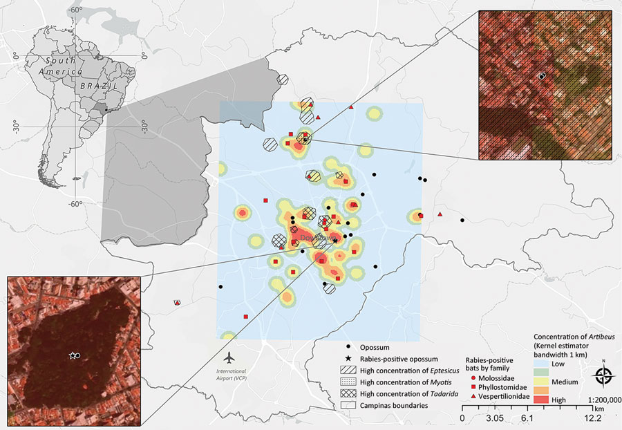 Kernel density map of concentration of Artibeus spp. bats in study of naturally acquired rabies in a white-eared opossum, Brazil. The kernel concentration layer of Artibeus is overlapped by layers of high concentration of Eptesicus, Myotis, and Tadarida spp. The opossum was found in a vegetated area with a high concentration of Artibeus spp. bats.