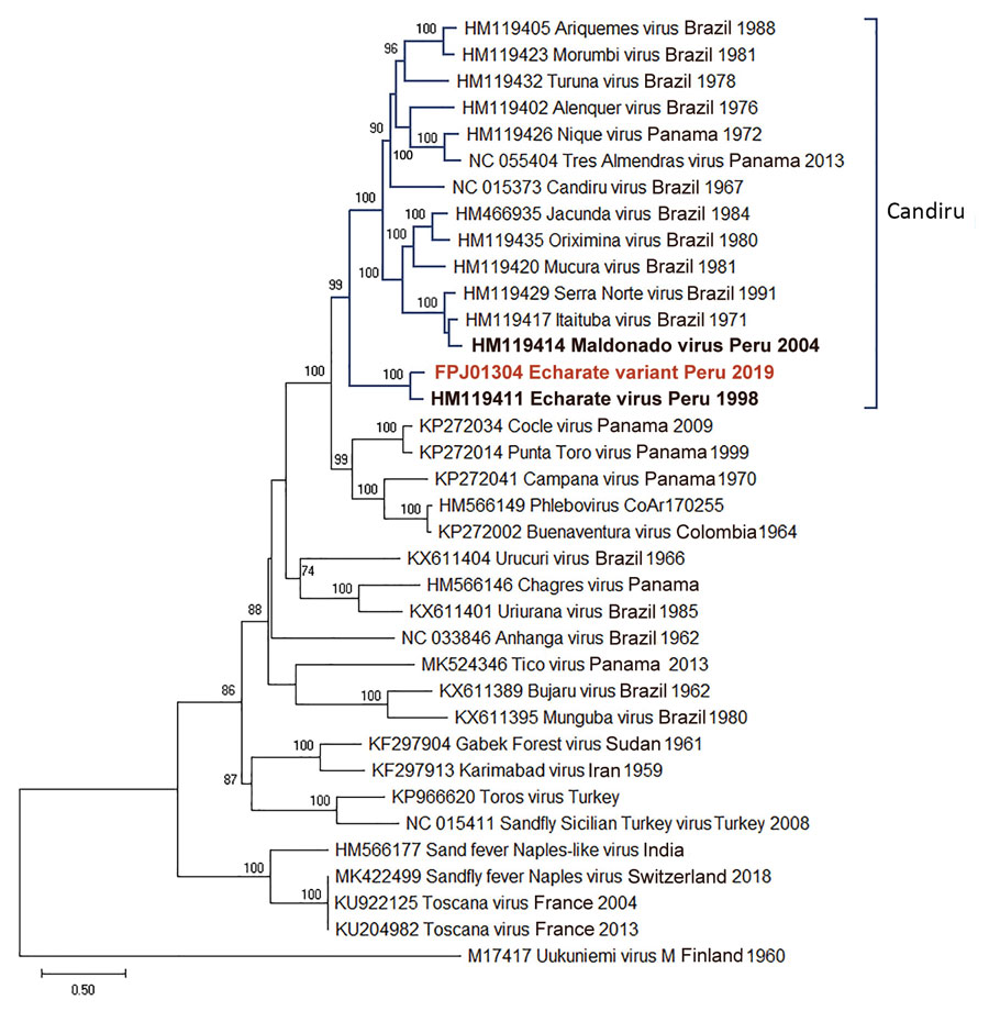 Maximum-likelihood phylogenetic tree based on 36 amino acid sequences of phleboviruses M segment (NSm–Gn) in study of novel Echarate virus variant isolated from patient with febrile illness, Chanchamayo, Peru. Strains from Peru are in bold, and the novel variant is in red. Only bootstrap values >70% are shown at key nodes. Uukuniemi virus was considered as the outgroup. Scale bar indicates nucleotide substitutions per site.