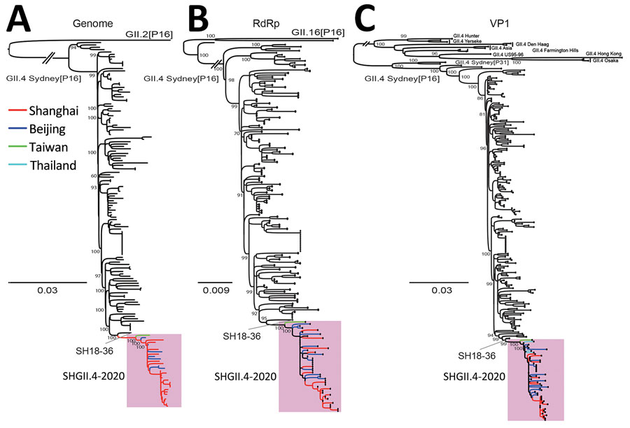 Phylogenetic analysis of newly identified GII.4 Sydney[P16] noroviruses in Shanghai, China, 2020–2022. Maximum-likelihood phylogenetic trees show complete genome (A) RNA-dependent RNA polymerase (RdRp) (B) and VP1 (C) gene sequences for newly identified GII.4 Sydney[P16] strains (n = 23) in Shanghai. Pink shading indicates new sublineage (tentatively named SHGII.4-2020) in GII.4 Sydney[P16] cluster. Branches of each strain in SHGII.4-2020 are indicated by color according to identified positions; red indicates GII.4 Sydney[P16] strains identified in this study, except SH18-36. Numbers on ancestral nodes represent node support values. 