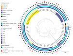 Phylogenetic analysis of 80 Escherichia coli ST361 isolates collected during 2015–2022 and used in a population analysis of E. coli ST361 and reduced cefiderocol susceptibility, France. Isolates were sent to the French National Reference Center for carbapenem-resistant Enterobacterales testing as part of routine surveillance. The phylogenetic tree was built by using SNIppy version 4.6.0 (https://github.com/tseemann/snippy) on whole-genome sequences. Data were visualized using iTOL 6.5.2 (https://itol.embl.de). The most ancient isolate, isolate no. 86J1 collected in 2015 (bold text, lower left of tree), was used as reference genome. A total of 4,957,882 nt positions were analyzed in the comparison. Colors indicate various outbreaks involving 13 OXA-244 producers (yellow) and 7 NDM-5 producers (blue). Two specific features are represented with filled circles: a YRIN(K) insertion in PBP3 (green) and chromosomal mutations within genes involved in siderophore-iron uptake (red). Genes investigated were cirA, fiu, fepA, fepB, fecA, fhuA, tonB, pcnB, exbB, exbD, baeS/baeR, and ompR/envZ. Scale bar indicates nucleotide substitutions per site. KPC, Klebsiella pneumoniae carbapenemase; NDM, New Delhi metallo-β-lactamase; OXA, oxacillinase; PBP3, penicillin-binding protein 3.