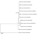 Phylogenetic analysis of groEL gene from Candidatus Neoehrlichia mikurensis infecting a patient with antecedent hematologic neoplasm, Spain. Phylogenetic tree was generated to compare 809 bp fragments of the 60-kDa heat shock protein gene groEL from Candidatus Neoehrlichia mikurensis by using IQ-tree software version 2.2.0 (http://www.iqtree.org), maximum-likelihood method, and substitution model consisting of 3-parameter model 2 plus empirical base frequencies with rate heterogeneity allowing for a proportion of invariable sites. Values are approximate likelihood ratio test/bootstrap percentages, indicating topologic branch support for maximum-likelihood analysis with 1,000 replicates; values >75% define high stability. Diamond indicates nucleotide sequence of Candidatus N. mikurensis groEL gene fragment obtained in this study. Ehrlichia ruminantium (Anaplasmataceae family) groEL sequence was used as the outgroup. GenBank accession numbers are in parentheses. CNM, Candidatus N. mikurensis; I. ricinus, Ixodes ricinus; M. agrestis, Microtus agrestis. Scale bar indicates nucleotide substitutions per site.