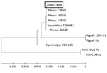 Phylogenetic tree of Macacine alphaherpesvirus 1 (herpes B virus) gB gene in 2 patients with B virus infection, Japan, 2019. Nucleotide sequences of the herpes-specific PCR products (364 bp) from the 2 patients were aligned with the corresponding region of the B virus gB gene from GenBank (accession no. LC637778 for virus from patient 1 and LC637779 for virus from patient 2). Phylogenetic tree with HVP2 as an outgroup constructed using the neighbor-joining method. Scale bar indicates number of nucleotide substitutions per site. HVP2, herpesvirus papio 2.