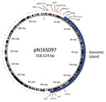 Genetic map of plasmid pN16S097 from investigation of chromosome-borne CTX-M-65 extended-spectrum β-lactamase–producing Salmonella enterica serovar Infantis, Taiwan. The locations of antimicrobial drug resistance genes and insertion sequence IS26 are indicated. A 125-kb segment, depicted by a blue solid arc, is translocated into the chromosomes of blaCTX-M-65–carrying Salmonella Infantis strains emerging in Taiwan.