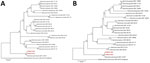 Phylogenetic trees of Nannizzia polymorpha in 2 patients with rare cases of skin dermatophytosis caused by this fungus. Trees were constructed by using MEGA 7.0 software (https://www.megasoftware.net) and the maximum-likelihood method on the basis of the internal transcribed spacer region (A) and combined datasets of internal transcribed spacer region, large subunit of ribosomal DNA, partial β-tubulin gene, translation elongation factor 3, and 60S ribosomal protein L10 (B). Red indicate strains isolated in this study. Tamura-Nei was used as a substitution model in both analyses. Numbers at nodes are bootstrap values. Scale bars indicate nucleotide substitutions per site.